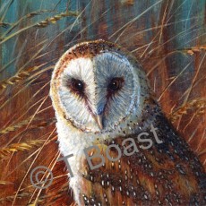 Barn Owl 2