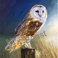 Barn Owl