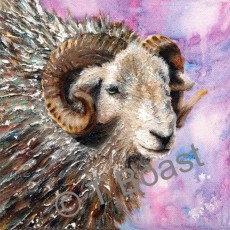 Herdwick 1