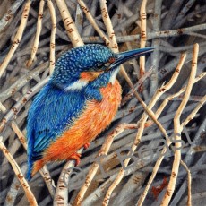 Kingfisher