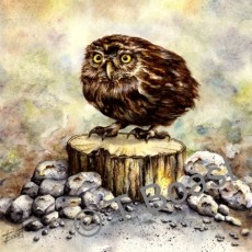 Little Owl 2