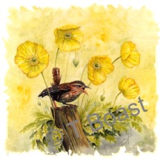 Wren in Poppies